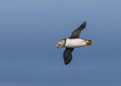 Puffin returning to its nest burrow on Garbh Eilean