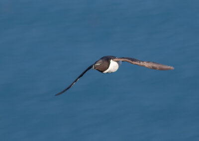 Razorbill